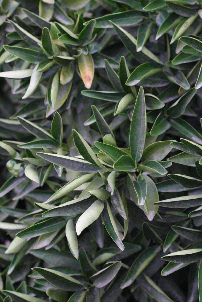              Sun leaves (Riverside, CA)       